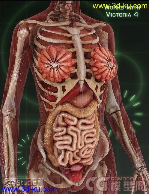 解剖人体 内脏模型包的图片1