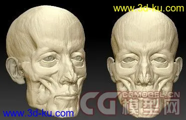面部肌肉结构模型 zbrush 模型的图片1