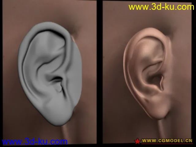 耳朵模型的图片1
