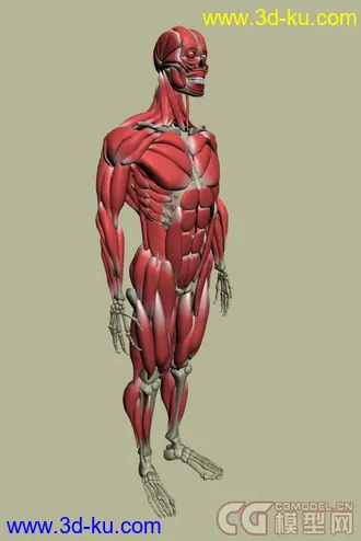 人物全身肌肉模型下载的图片