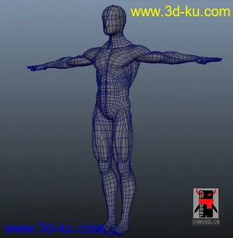 人体肌肉模型的图片