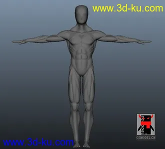 人体肌肉模型的图片
