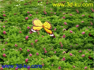 3D打印模型蝴蝶的图片