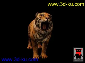 3D打印模型精细的孟加拉虎（带骨骼+动作+贴图）的图片