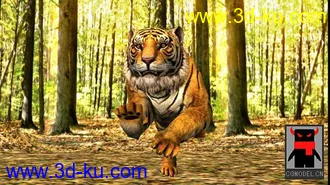 3D打印模型精细的孟加拉虎（带骨骼+动作+贴图）的图片