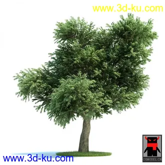 3D打印模型树木的图片