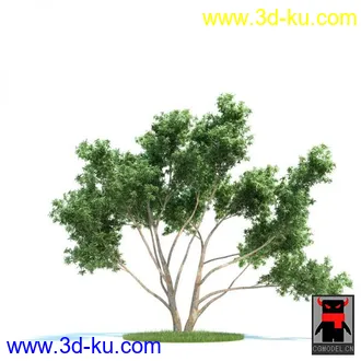 3D打印模型树木的图片