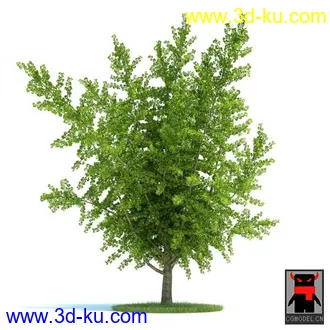 3D打印模型树木的图片