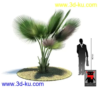 3D打印模型热带植物的图片