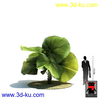 3D打印模型热带植物的图片