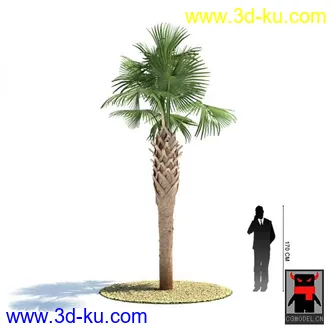 3D打印模型热带植物的图片