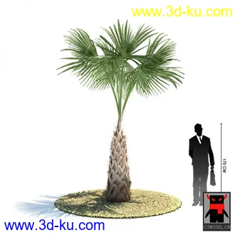 3D打印模型热带植物的图片