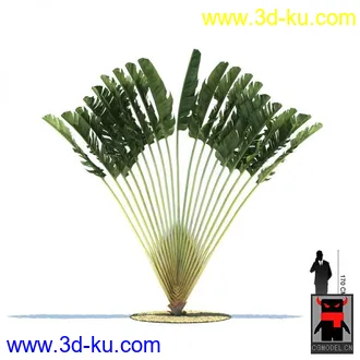 3D打印模型热带植物的图片