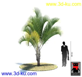 3D打印模型热带植物的图片