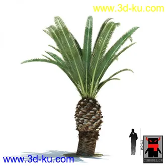 3D打印模型热带植物的图片
