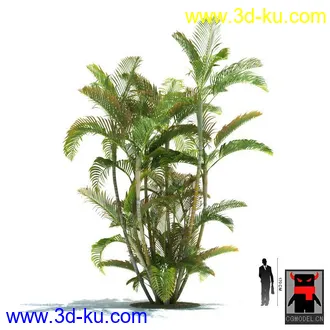 3D打印模型热带植物的图片