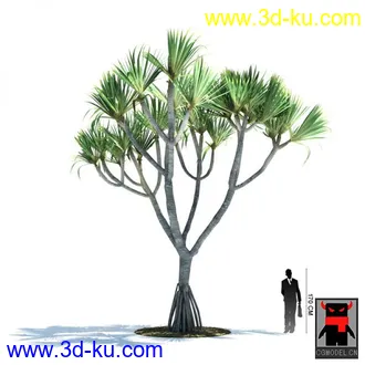 3D打印模型热带植物的图片