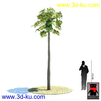 3D打印模型热带植物的图片