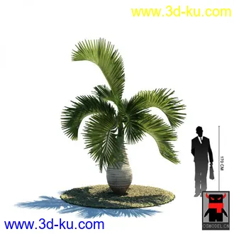 3D打印模型热带植物的图片