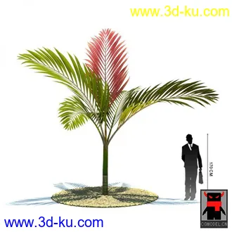 3D打印模型热带植物2的图片