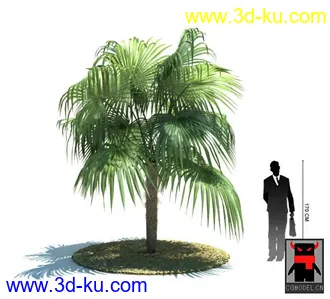 3D打印模型热带植物2的图片