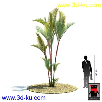 3D打印模型热带植物2的图片