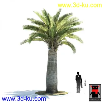 3D打印模型热带植物2的图片