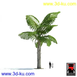 3D打印模型热带植物2的图片