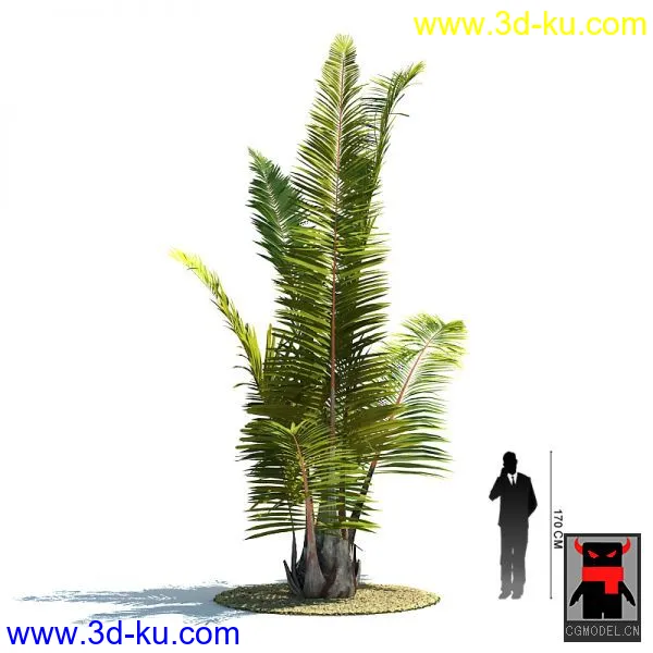 热带植物2模型的图片17