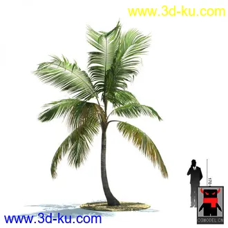 3D打印模型热带植物2的图片