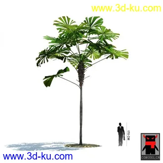 3D打印模型热带植物2的图片