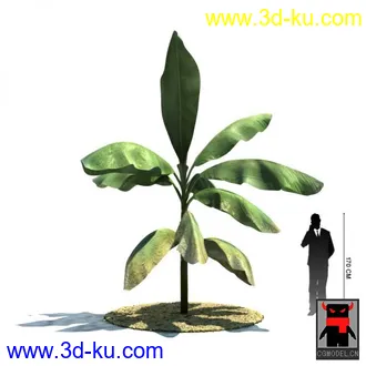 3D打印模型热带植物2的图片