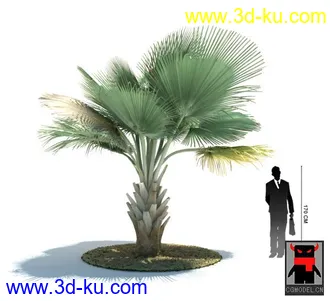 3D打印模型热带植物2的图片