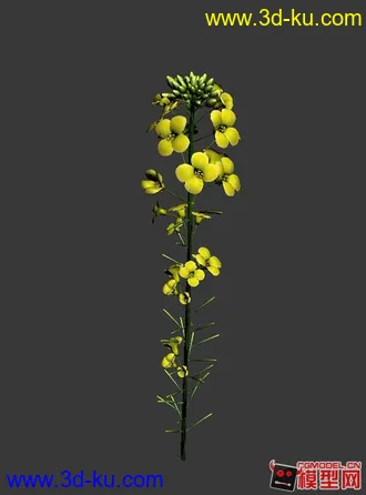 3D打印模型油菜花的图片