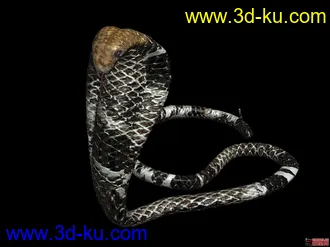 3D打印模型眼镜王蛇的图片