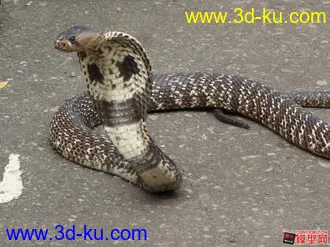 3D打印模型眼镜王蛇的图片
