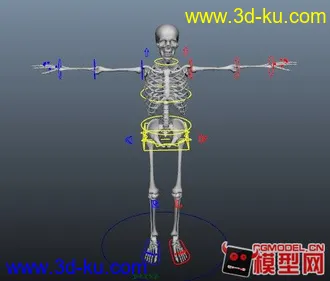 绑定好的骷髅模型的图片