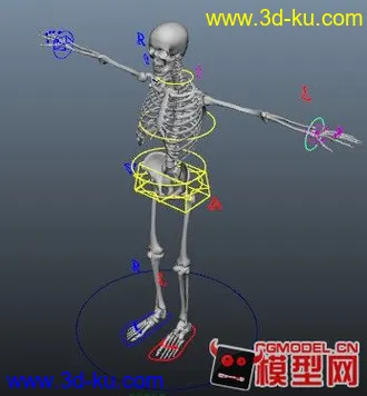 绑定好的骷髅模型的图片