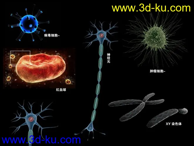 细胞模型的图片1