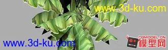 3D打印模型芭蕉树的图片
