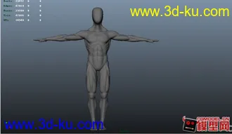 3D打印模型纯人体肌肉图，精确的图片