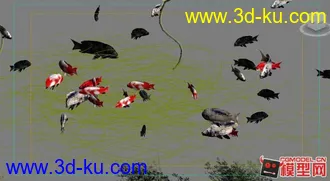 荷花 鱼  模型 下载的图片