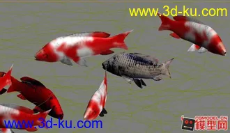 荷花 鱼  模型 下载的图片