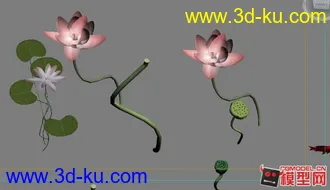 荷花 鱼  模型 下载的图片