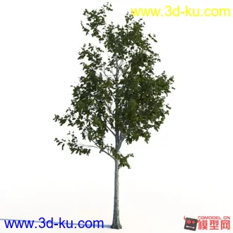 3D打印模型好看的树木2棵的图片