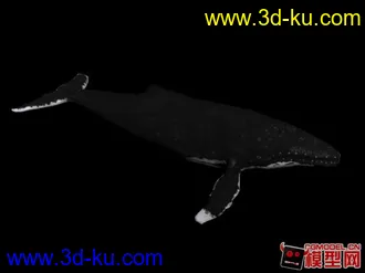 驼背鲸模型加骨骼动画的图片