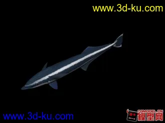 3D打印模型鱼03的图片