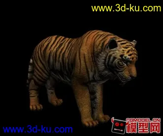 老虎模型的图片