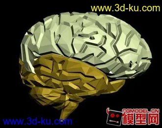 3D打印模型大脑的图片