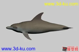 3D打印模型海豚的图片